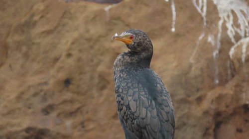 iNaturalist image