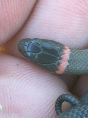 Diadophis punctatus modestus