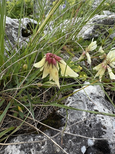 Trifolium polyphyllum, photograph 1