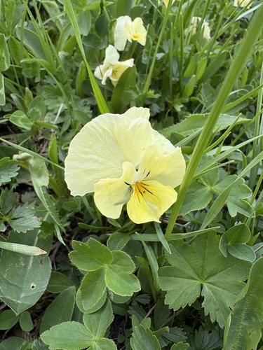 Viola oreades, photograph 2