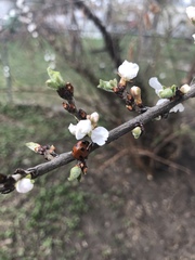 Coccinella septempunctata