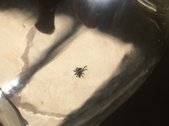 Salticidae