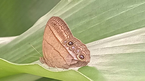 Malaveria maepius