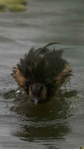 iNaturalist image