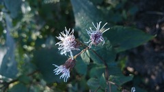 Chromolaena bigelovii