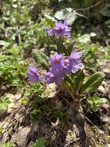Primula amoena, photograph 1
