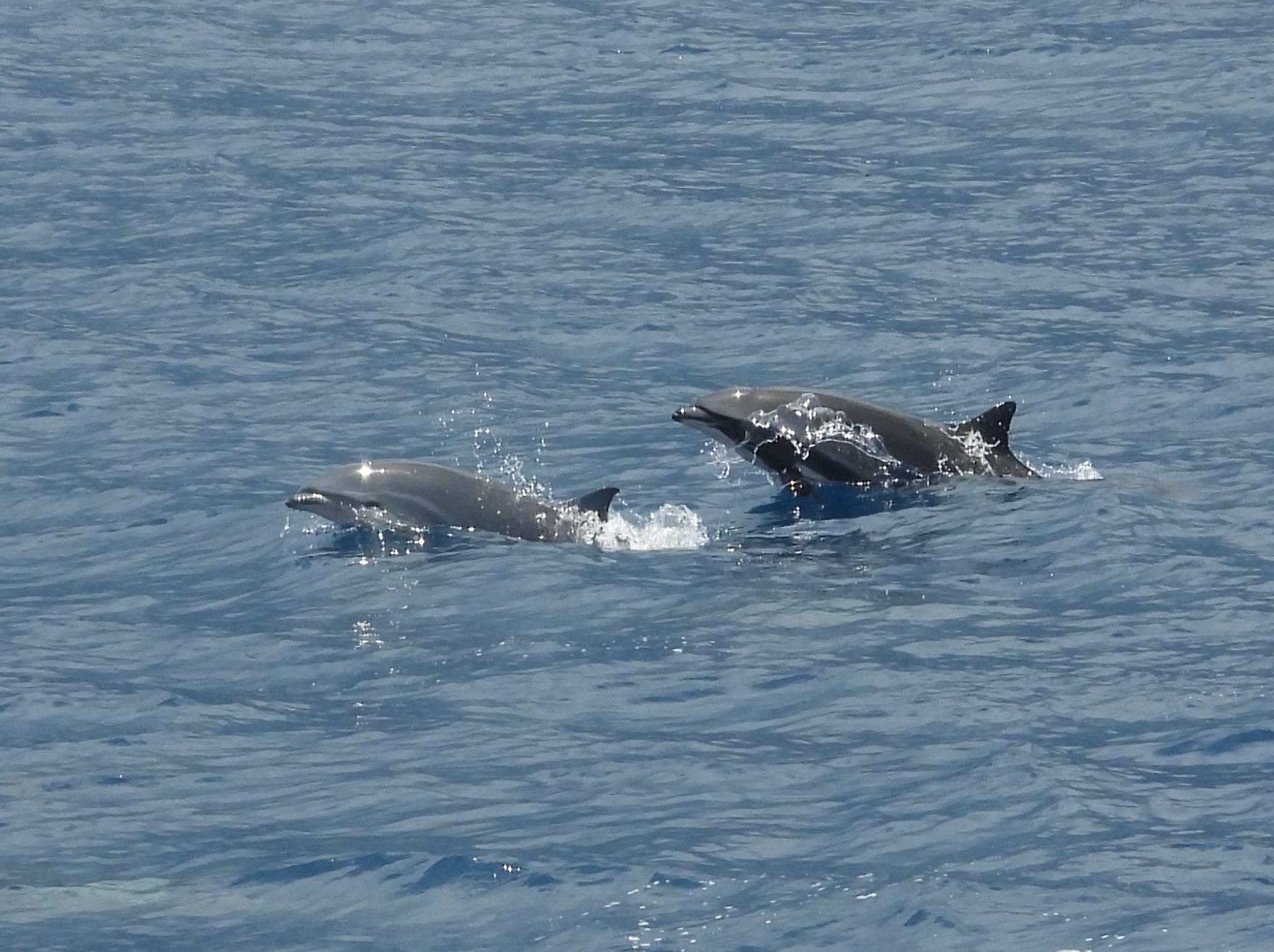 Lagenodelphis hosei