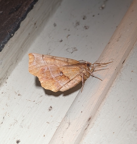 Brown-tipped Thorn photo 4