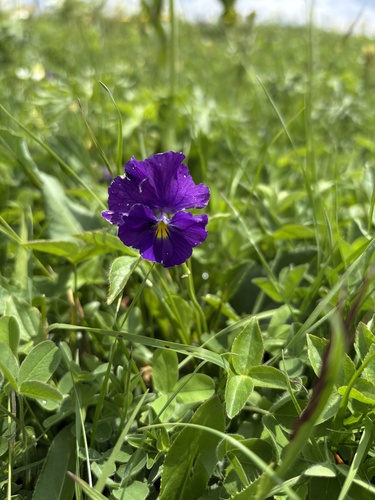 Viola oreades