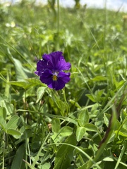 Viola oreades