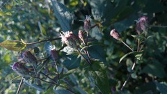 Chromolaena bigelovii