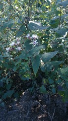 Chromolaena bigelovii