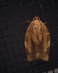 Choristoneura fractivittana