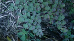 Adiantum tricholepis