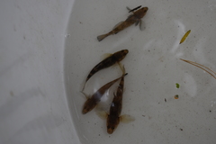 Gobiomorphus cotidianus