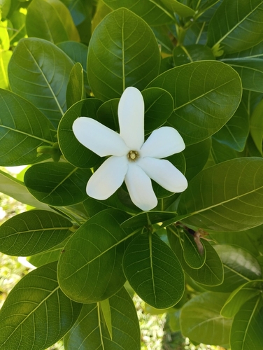 Gardenia taitensis observed 2026-07-21