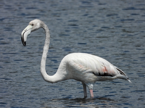 iNaturalist image