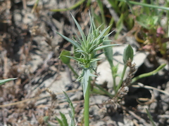 Eryngium aristulatum