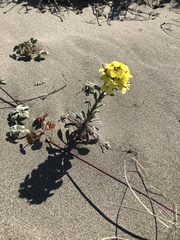 Erysimum menziesii