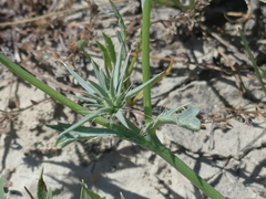 Eryngium aristulatum