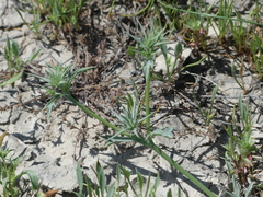 Eryngium aristulatum