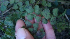 Adiantum tricholepis