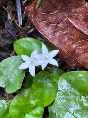 (c) reagan peschke, some rights reserved (CC BY) Geophila repens, photograph (c) reagan peschke, some rights reserved (CC BY)