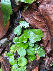 (c) reagan peschke, some rights reserved (CC BY) Geophila repens, photograph (c) reagan peschke, some rights reserved (CC BY)