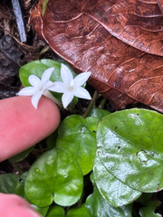 Geophila repens, photograph (c) reagan peschke, some rights reserved (CC BY)