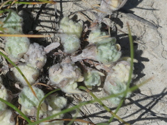 Psilocarphus brevissimus