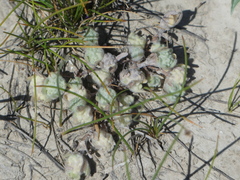 Psilocarphus brevissimus