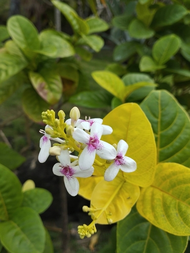 Pseuderanthemum maculatum observed 2026-07-21