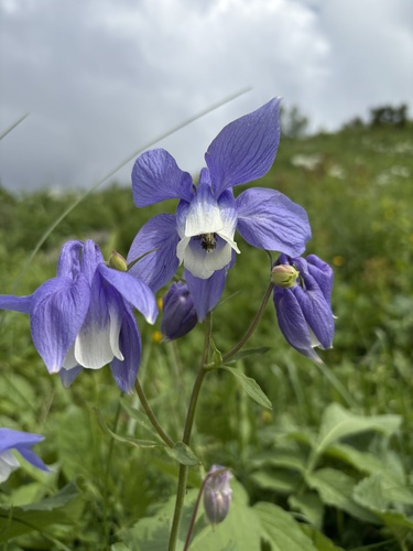 Aquilegia olympica
