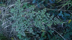 Adiantum tricholepis