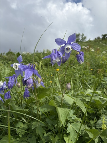 Aquilegia olympica, photograph 2