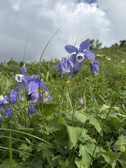 Aquilegia olympica, photograph (c) Екатерина Кравцова, some rights reserved (CC BY)