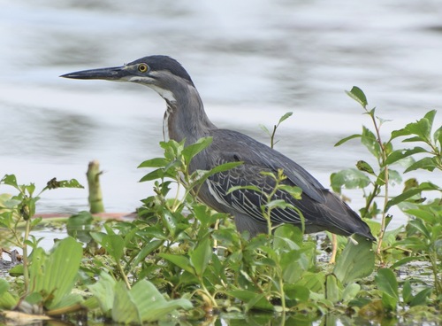 iNaturalist: (c) John Bruin, some rights reserved (CC BY-NC), uploaded by John Bruin iNaturalist image