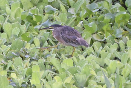 iNaturalist image