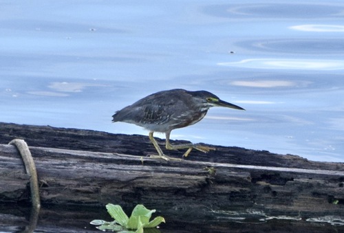 iNaturalist image