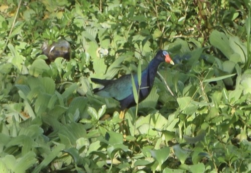 iNaturalist image