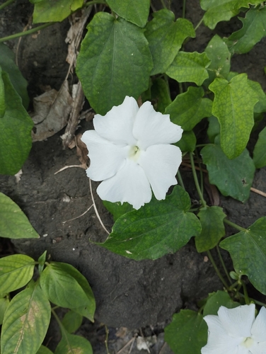 Thunbergia fragrans observed 2026-07-21