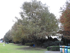 Taxodium mucronatum