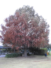 Taxodium mucronatum
