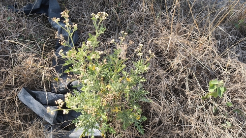 Gray's feverfew