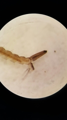 Aedes canadensis