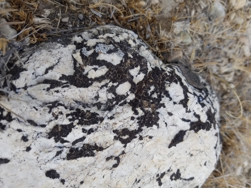 Jelly Lichen