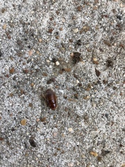 Pycnoscelus surinamensis