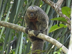 Pithecia chrysocephala