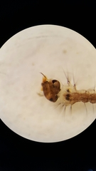 Aedes canadensis