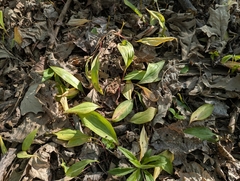 Erythronium americanum, photograph (c) Loïc Mathieu, some rights reserved (CC BY)